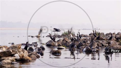 Image of Wildlife bird on the rock in water dam ,At Durgapur barrage ...