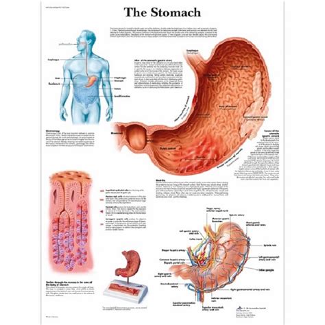 Anatomie posters maag | Koop bij VOS instrumenten