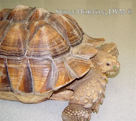 Diet For Sulcata Tortoises - CHICAGO EXOTICS ANIMAL HOSPITAL