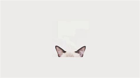 Minimalist Cat Computer Wallpapers - Top Free Minimalist Cat Computer ...