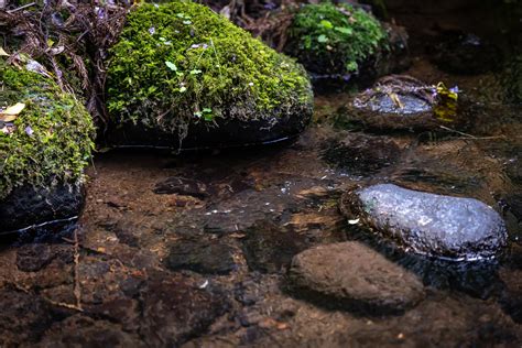 All about Japanese Giant Salamanders — Sustainable Daisen