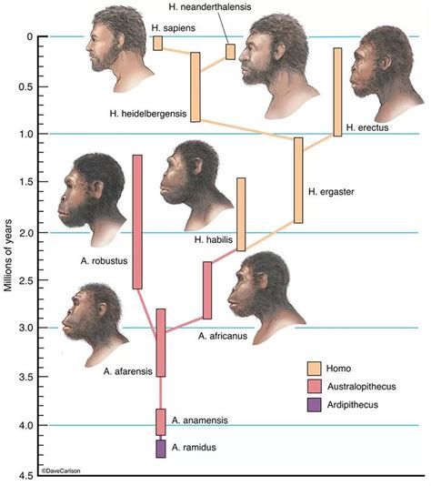 Evolution & Genetics | Carlson Stock Art | Human family tree, Evolution ...