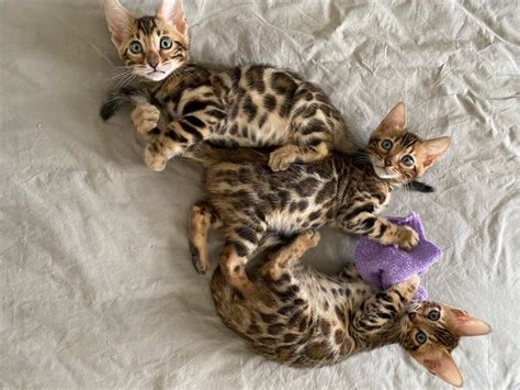 Bengal cats Pittsburgh PA | Bengal cat breed information