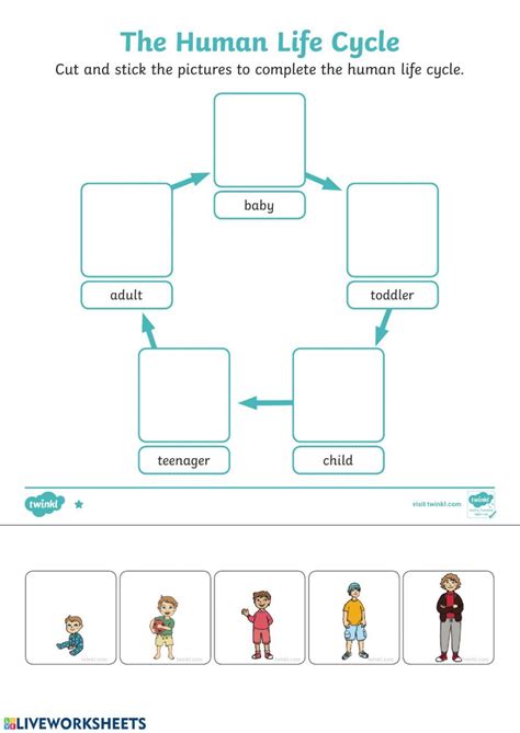 the human life cycle worksheet is shown in this graphic diagram, which ...