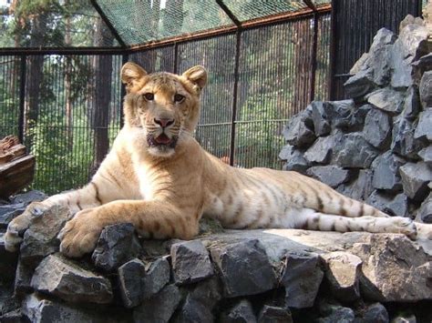 Picture 2 of 6 - Liger (Panthera Leo × Panthera Tigris) Pictures ...