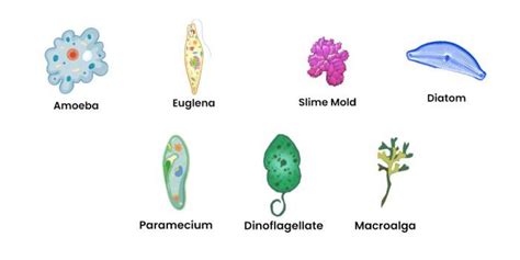 Kingdom Protista Classification Chart