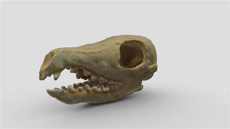 Common tree shrew (Tupaia glis) Skull - Download Free 3D model by ...