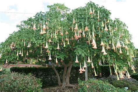 Angel Ttrumpet tree Garden Trees, Trees To Plant, Datura, Chinese ...