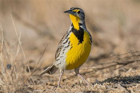 Meadowlark Symbolism - Spirit Animal Totems