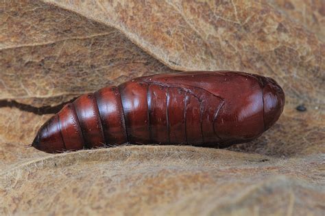 Moth Pupa – wildlifemacro