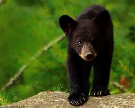 “Dressed In Black” Amazing Photos of Black Animals | Animal Silo