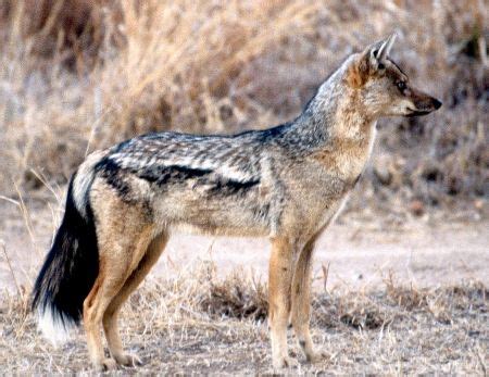 What is a jackal in the bible