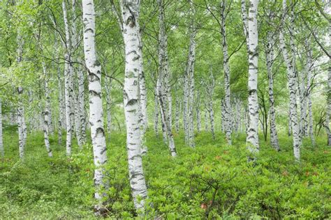 Meet 12 Species of Birch Trees - Betula Genus