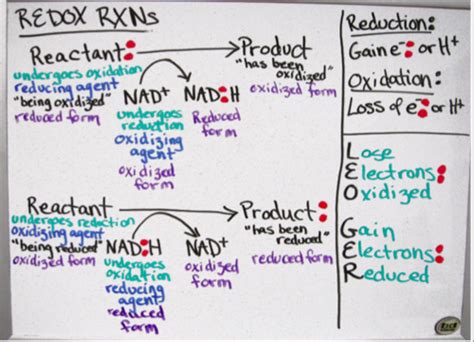 Glycolysis and Cellular Respiration Flashcards | Quizlet