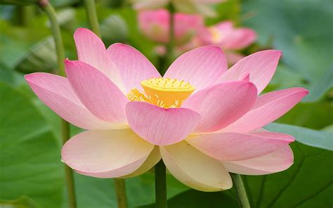 Online crop | HD wallpaper: Manfaat Bunga Lotus Bunga Seroja ...