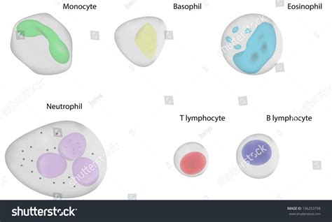 White Blood Cells Labeled Diagram: ilustración de stock 196253798 ...