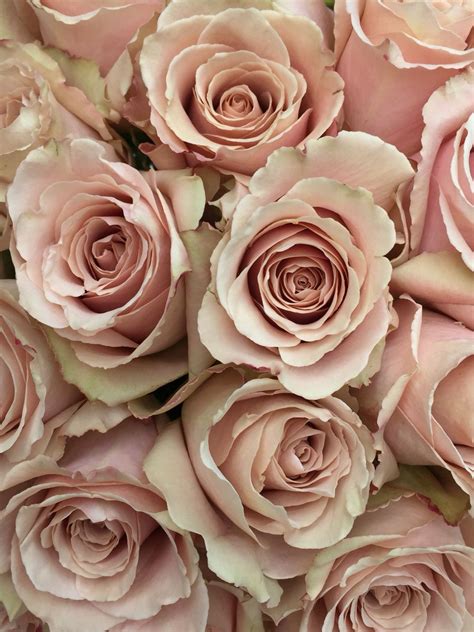 Quicksand Roses … | Love rose flower, Blush flowers, Blush roses