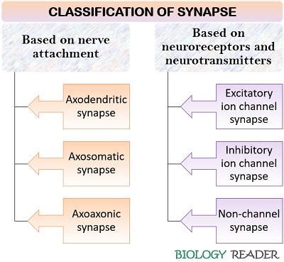 Synapse Types