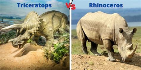 Triceratops vs Rhinoceros (Real life) - Battles - Comic Vine