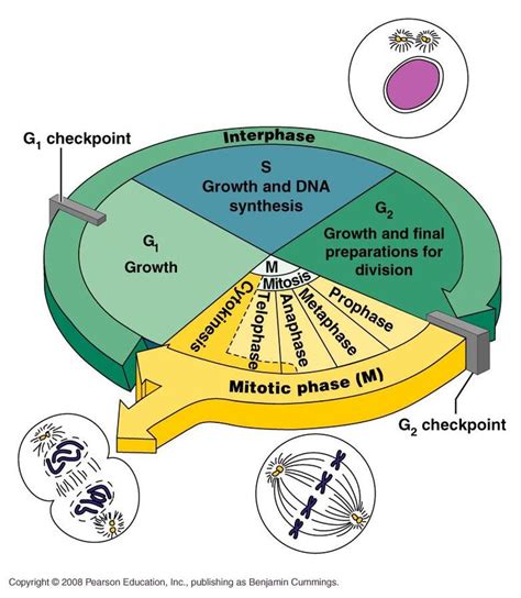 Fundamental Processes - Overview of the Cell Cycle | Cell cycle, Learn ...