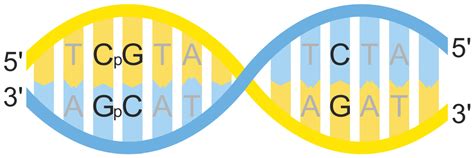 Frontiers Intragenic CpG Islands And Their Impact On Gene, 56% OFF