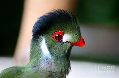 Delicate green turaco bird with red beak white patches and black crown ...