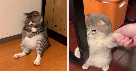 50 Times Cats Acted So Goofy, Their Owners Thought They Were Broken, As ...