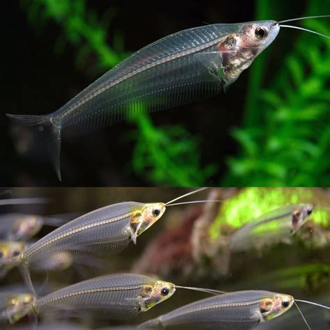 Catfish - Phantom Glass Ghost Catfish (Kryptopterus bicirrhis) 5-7cm ...