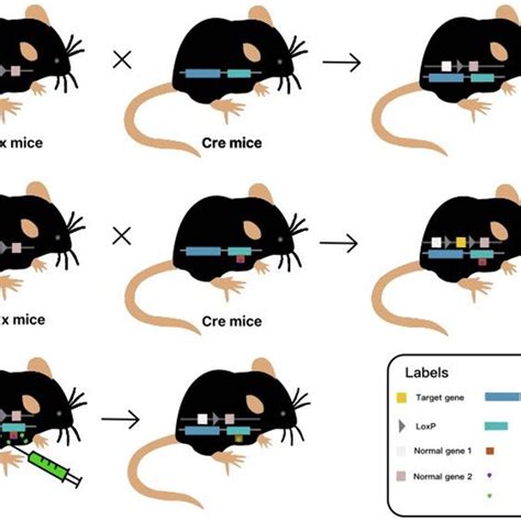 Steps of making knockout mice by homologous recombination (HR ...