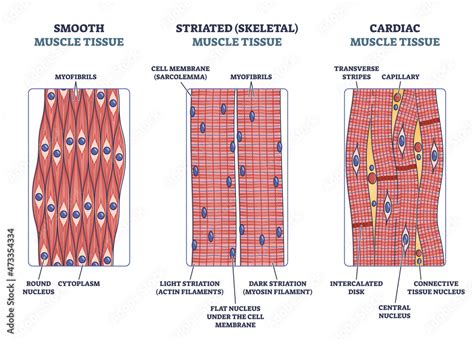 Cardiac Muscle Tissue Labeled Diagram Diagram | The Best Porn Website