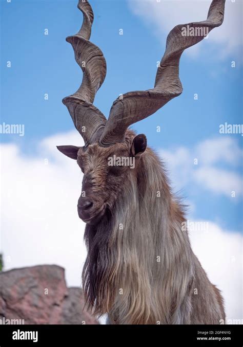 Beautiful mountain goat with helical long horns on the background of ...