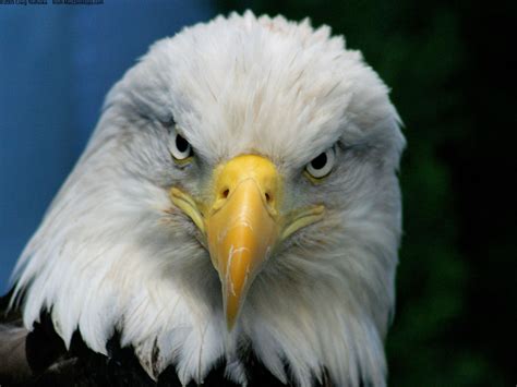 Eagle Symbolism