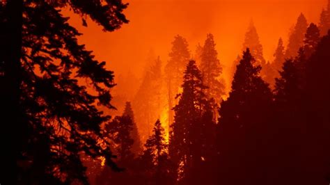 En Californie, un séquoia se consume encore après un feu de forêt de l ...