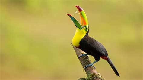 Toucan Wallpapers - Wallpaper Cave