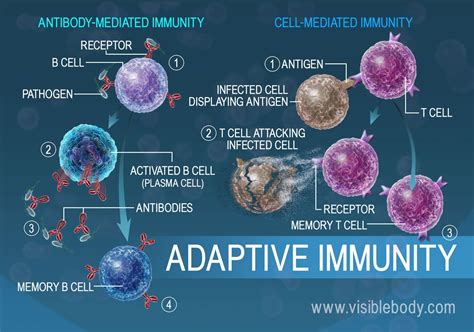 Lymphatic Immunity