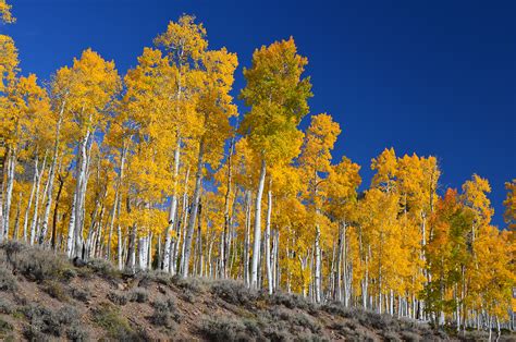 Tree Profile: Aspen - So Much More Than a Tree - National Forest Foundation