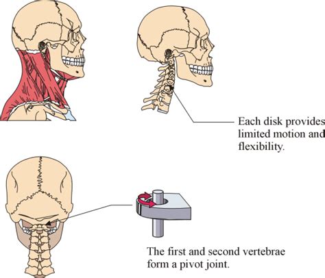 Pivot Joint Neck