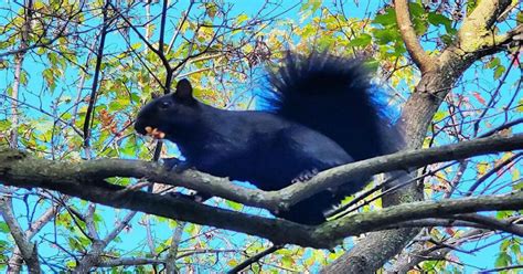 Black Squirrel - An Amazing Result Of Genetic Mutation - Learn About Nature