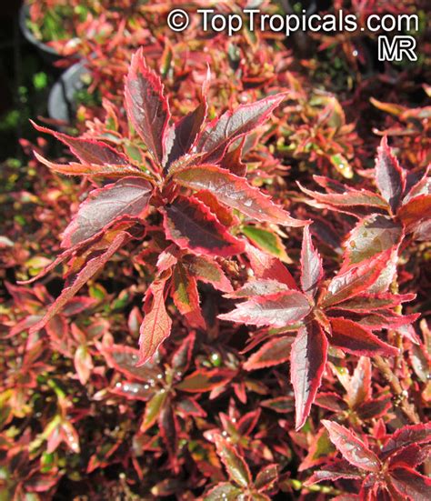 Acalypha wilkesiana, Fire Dragon Acalypha, Hoja de Cobre, Copper Leaf