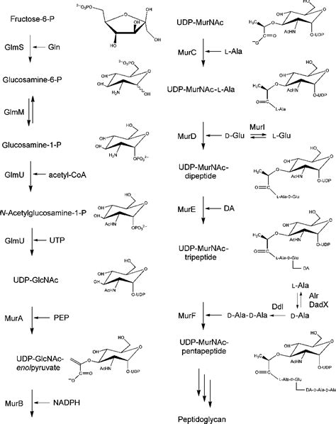 Figure 1 from Cytoplasmic steps of peptidoglycan biosynthesis ...