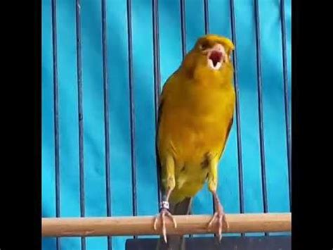 Canary bird song singing - YouTube | Canary birds, Canary singing ...