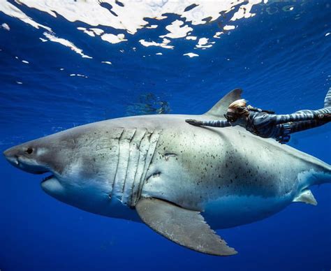 Photographs of what's believed to be the largest great white shark ever ...