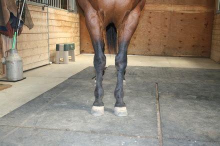 Judging Horse Leg Conformation | EquiMed - Horse Health Matters