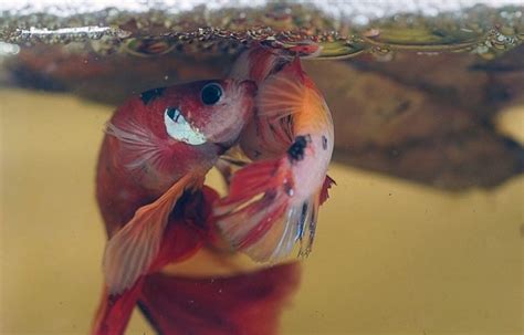 Betta Fish Breeding Guide: How to Successfully Breed Betta