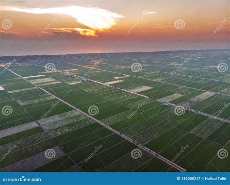 Aerial View of Green Paddy Field Stock Image - Image of aerial, high ...