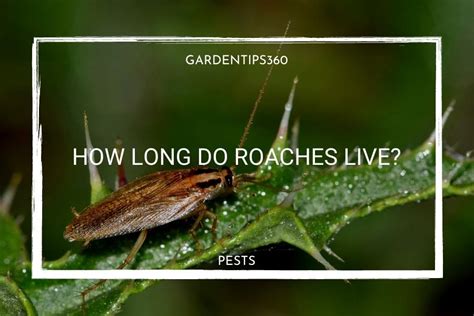 How long do roaches live? | Life-cycle of cockroaches