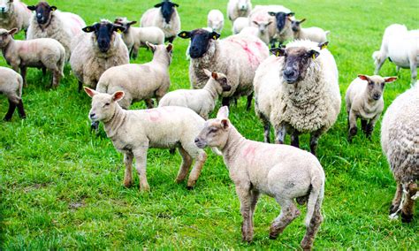 'Sheep farmers generating better returns than suckler farms at present ...