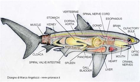 Shark anatomy by www.prionace.it | Marine biology, Biology ...