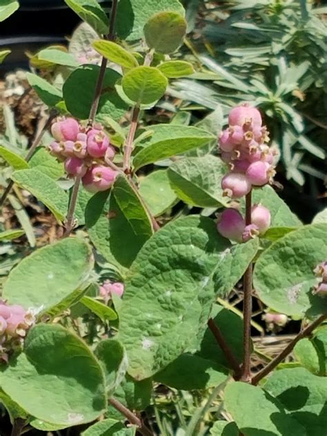 Symphoricarpos mollis (Snowberry)