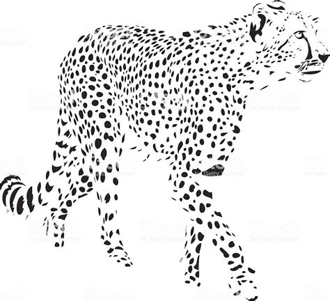 Cheetah Tekening Illustratie Vector Vector Illustratie Illustration ...